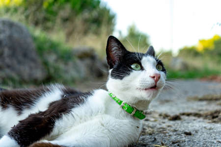 gato blanco y negroの写真素材