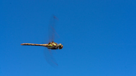 dragonfly in full vielo with a blue sky