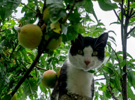 black and white cat in a treeの写真素材