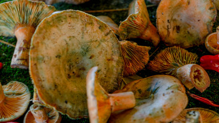 lactarius deliciosus on a surface with moistened moss and with a red pepper on its side