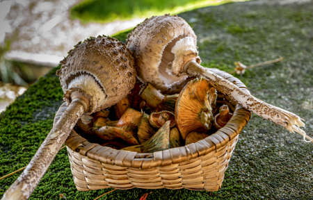two procera macrolepiotas in a basket full of lactarius deliciosus on an outdoor stone table with mossの写真素材