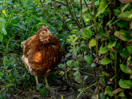 chicken in the middle of many plantsの写真素材