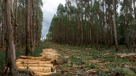 eucalyptus forest with a part of them cut down and prepared for the wood industryの写真素材