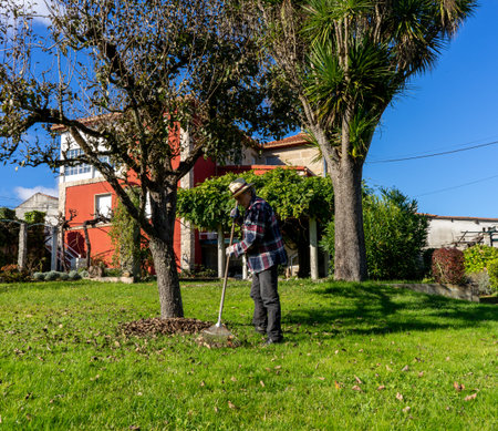 man with a rake picking up leaves that fall from a tree