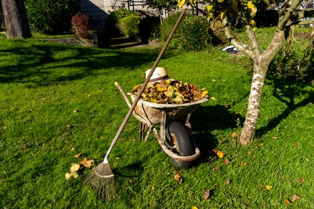 wheelbarrow full of dried leaves collected from the ground next to a tree in autumn