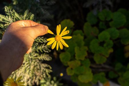 hand leafing a yellow daisy bathed by the last ray of sunの写真素材
