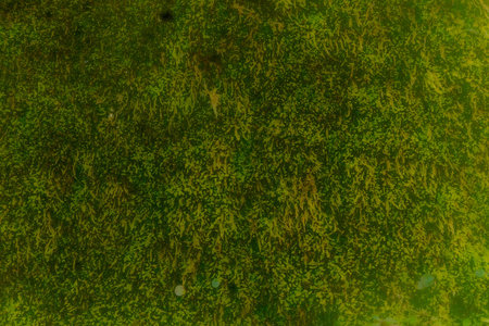 texture that shows moss with its greenery and humidity