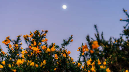 plant with yellow flowers that in a clear sky at dusk lets you see the moonの写真素材