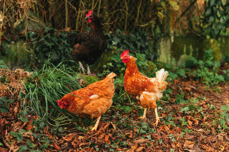 three chickens in the wild chopping everything they want in the field