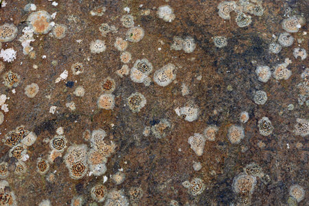 stone texture