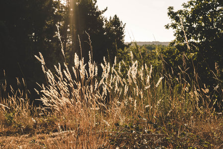 dry vegetation