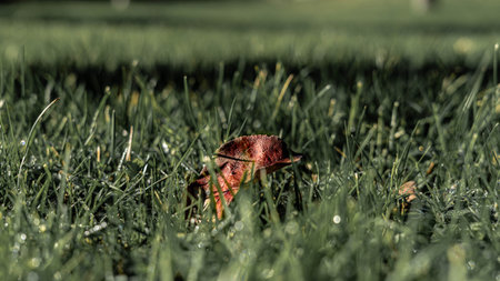 leaf in the middle of the grassの写真素材