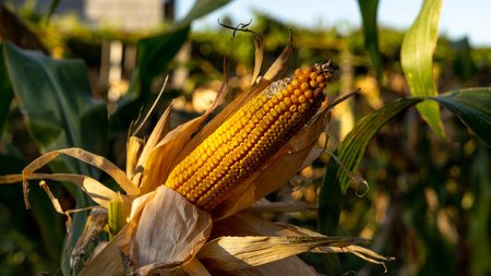 corn cob