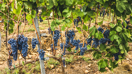 bunches of grapes