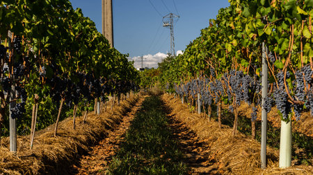bunches of grapesの写真素材