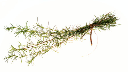 Rosemary Rammitoの写真素材