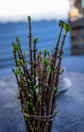 Bouquet of sproutsの写真素材