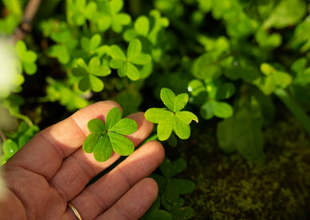 the hand and the cloverの写真素材