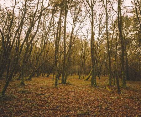 Path in the forestの写真素材