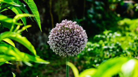 onion flowerの写真素材