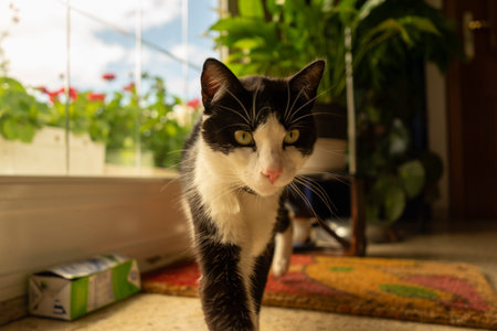 Cat on the move