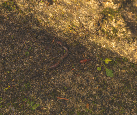 Earthworm and insect pupa on soil removed in garden in springの写真素材
