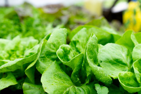 Trio of lettuce in the moist soil