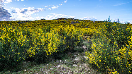 Yellow frores hillsideの写真素材