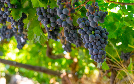 Bunch of grapes of dark color