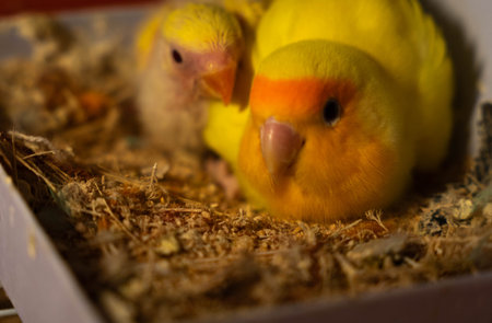 Bird in nest with its young