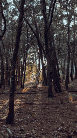 forest at sunset