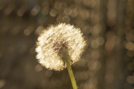 Dandelion in dramatic lightの写真素材