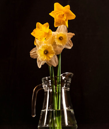Fresh Daffodils in Glass Jarの写真素材