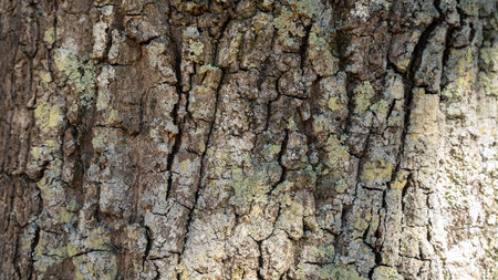 Natural Texture: Crust Roughness