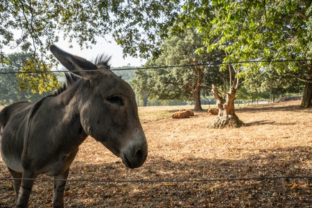 Donkey in Summer Fieldの写真素材