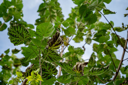 Green leaves with pattern