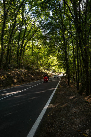 Road in green tunnelの写真素材