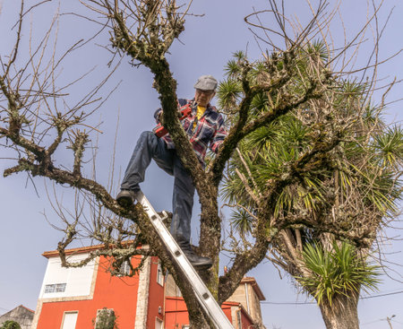 Tree pruning in garden