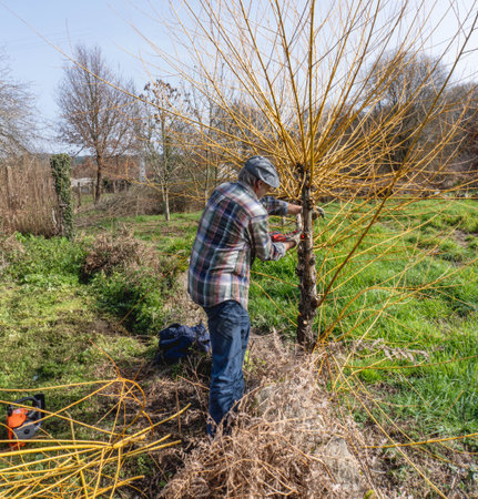 Willow pruning in garden