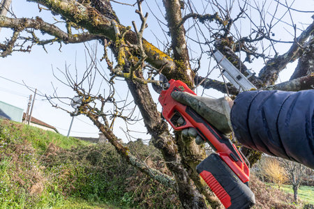 Pruning trees in garden