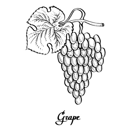 Poster of vector pathless calligraphy grape for t-shirt, bag, mug, branding, webのイラスト素材