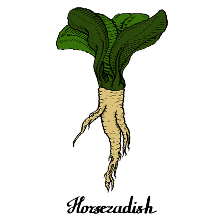 Horseradish vector coloured calligraphy  poster for web, textile, branding, t-shirts, cards, craftのイラスト素材