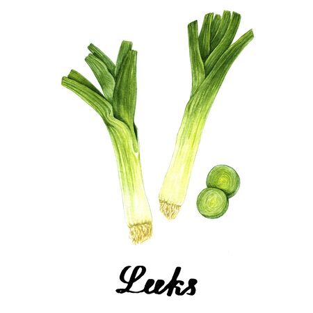 Watercolour original leeks for poster, cards, brandingの写真素材