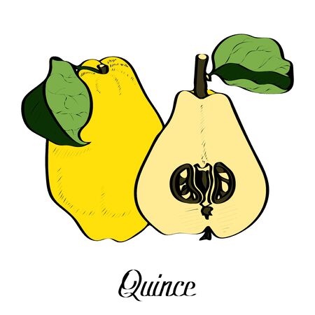 Ink vector original Quince on white with typeのイラスト素材