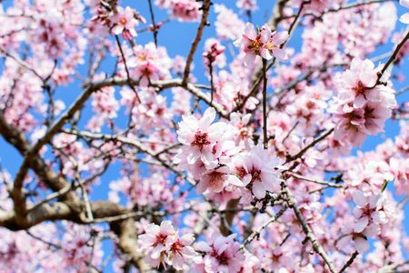 Branches of new fresh blooming petals of almondtree.の写真素材