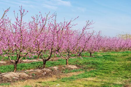Blooming peach trees in the garden in spring.の写真素材