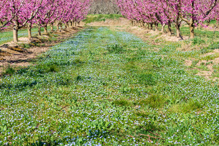 Green lawn of wild violets between lines of peach trees.