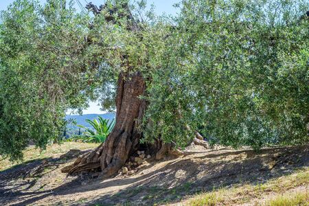 Big old olive tree in the field.の写真素材