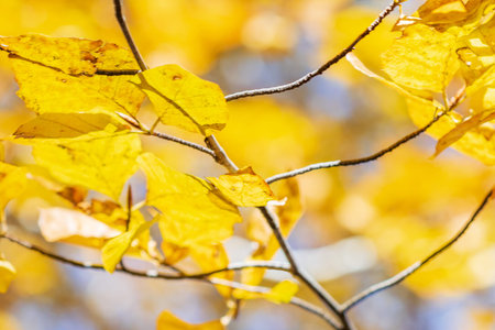 The branch of autumn tree with yellow leaves.