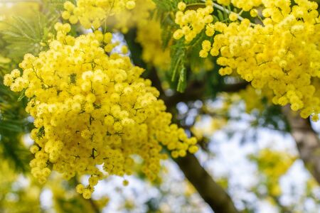 Bunches of beautiful fluffy golden mimosa in the sunbeams. Nice nature, gardening, springtime.の写真素材